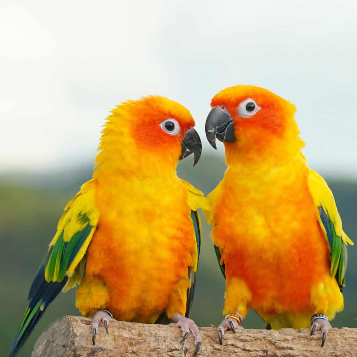 Exploring Conure Types: A Guide to These Vibrant Parakeets