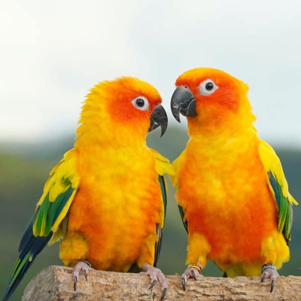 If I Have Asthma Should I Get Rid Of Our 2 Birds Per My Doctor?