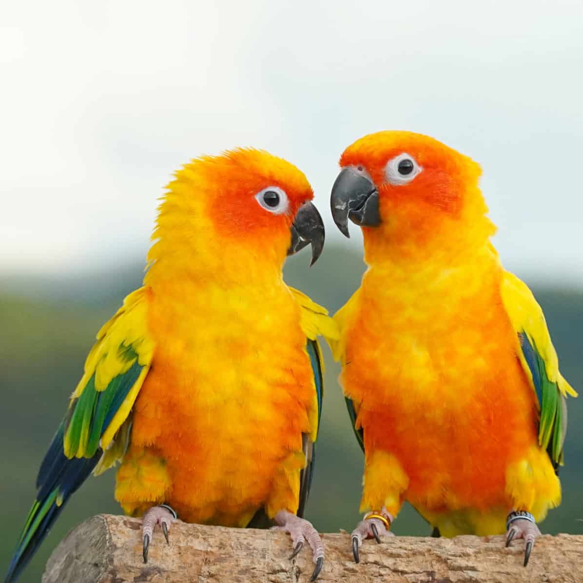 If I Have Asthma Should I Get Rid Of Our 2 Birds Per My Doctor?