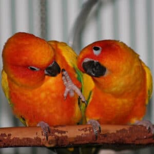 Why Are My 2 Sun Conures Suddenly Fighting After 15 Years?