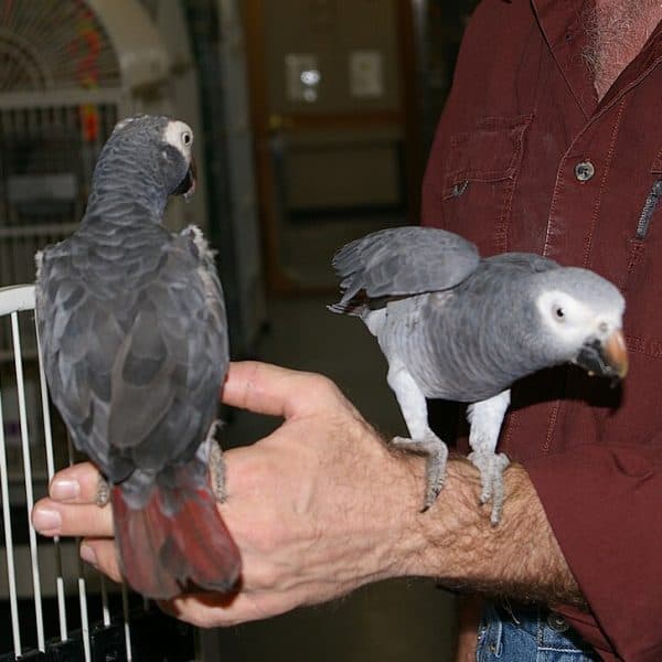 2 Timneh African greys on man's arm and hand