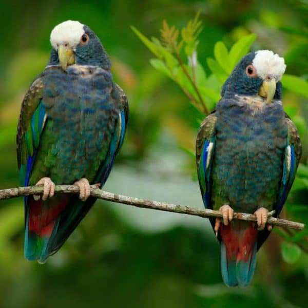 2 white capped pionus perched in the wild