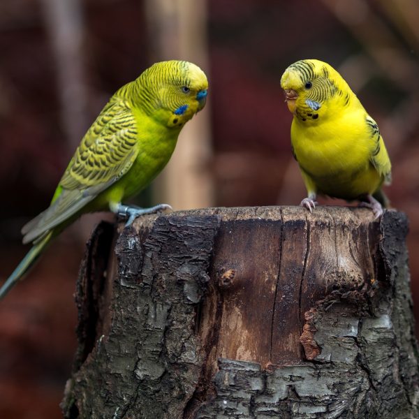 Why is My Female Budgie So Mean to Her Partner?