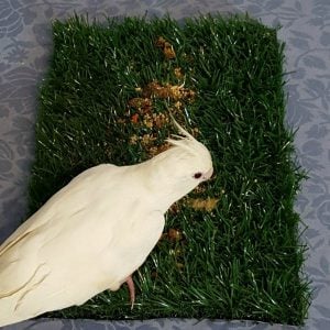 Tinkle Turf Grass Mat 7″ x 7″ Birdie Foraging Fun