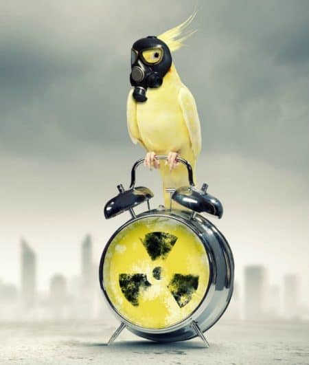 cockatiel wearing gask mask on top of alarm clock with radio active lable