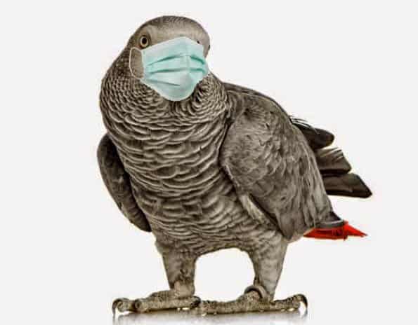 african grey parrot wearing surgical mask