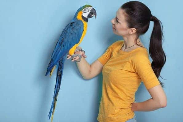 woman hold blue and gold macaw on right arm face to face