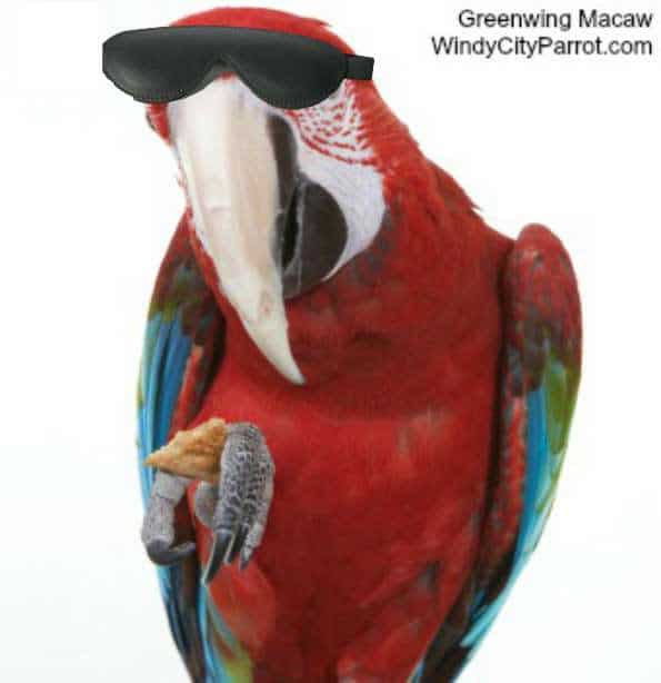 Why Your Macaw Parrot Will Never Win a Blind Taste Test