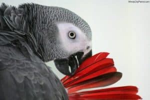 Creation of the Grey Parrot a poem