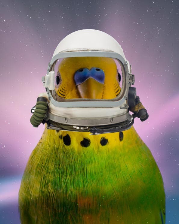 budgie-helmet-face-blog