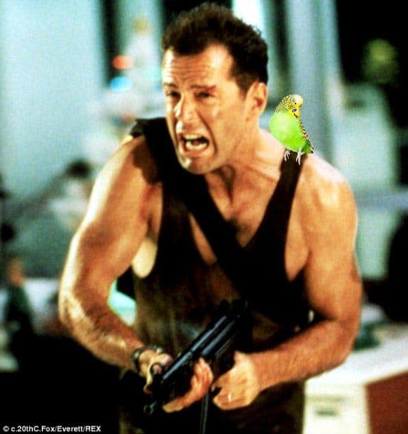 If a budgie starred in Diehard would they call it Flyhard?