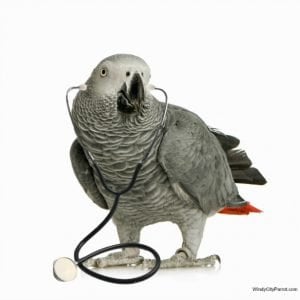 Do Birds and Parrots Need More ICD-10 Medical Codes?