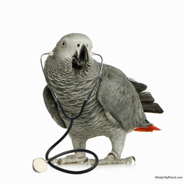 Do Birds and Parrots Need More ICD-10 Medical Codes?