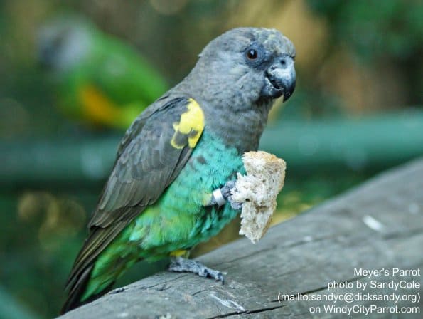 Kiwi the not so gender neutral 19-year old lunging Meyers Parrot