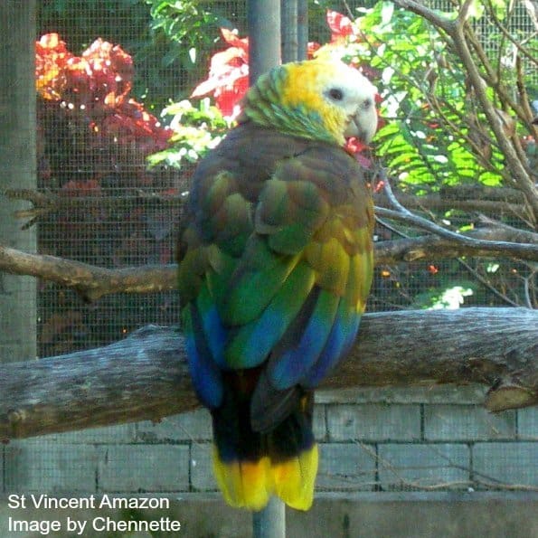 23 Videos of 23 Species of Amazon Parrots Many You Never Heard of
