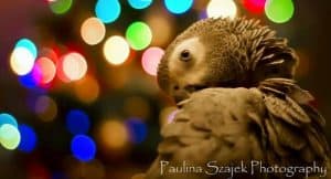 Christmas morning foraging ideas for your parrots & a great foraging toy from a dog.