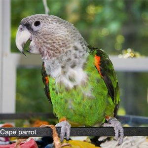 What the Heck Are Poicephalus Parrots Anyway? Check Out the Videos