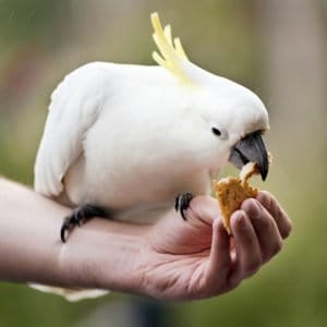 Can My Bird Safely Eat People Food?