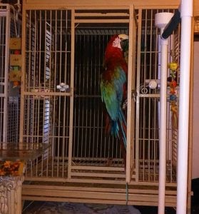 The Greenwing Macaw Blue Front Amazon Rescue Caper Part 2/2 – Homecoming