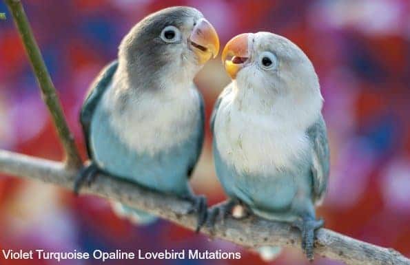 lotsa luminous lucent lustrous lovebird luvin’ videos