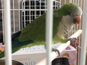 quaker parrot monk parakeet eating a morel of food