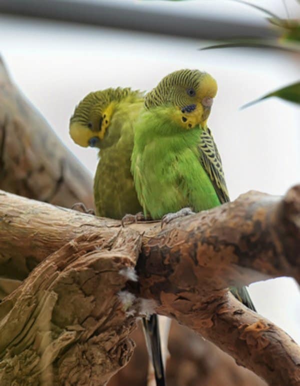 2 green budgies on branch one sleeping