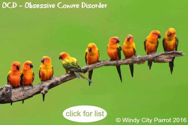 many sun conure parakeet on branch