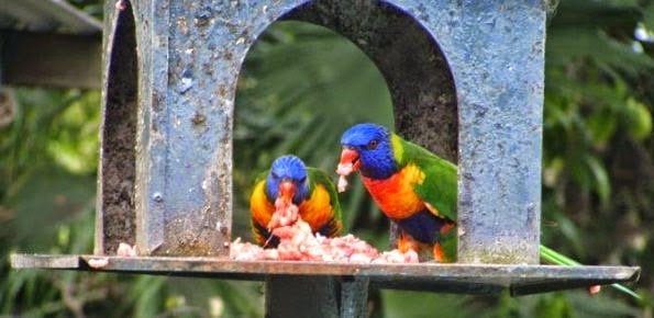 lorikeets eating meat outside