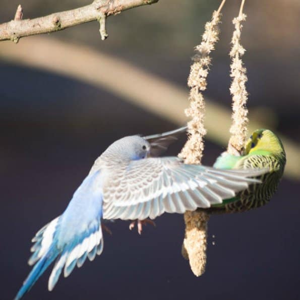 sbb-budgie-flying-eating-millet