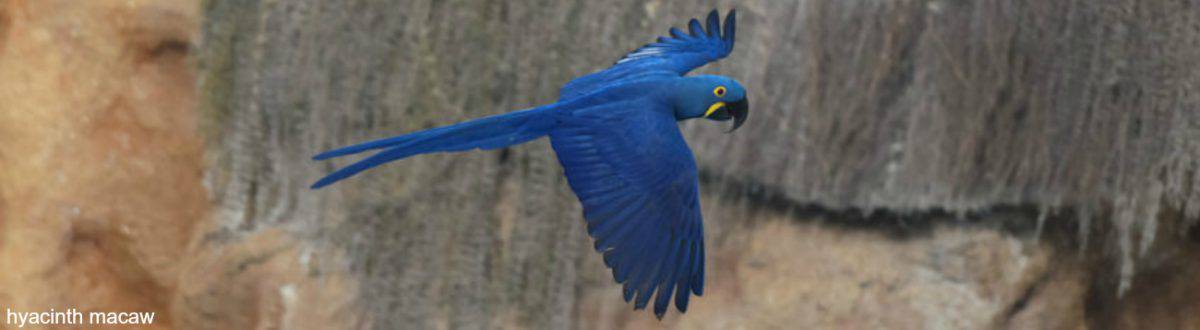 cropped-hyacinth-macaw-blog-header
