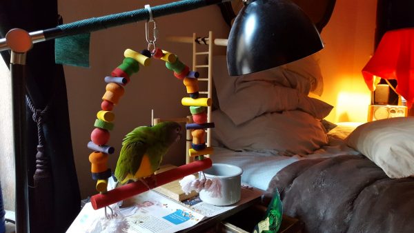 Senegal parrot on swing hanging from reading lamp