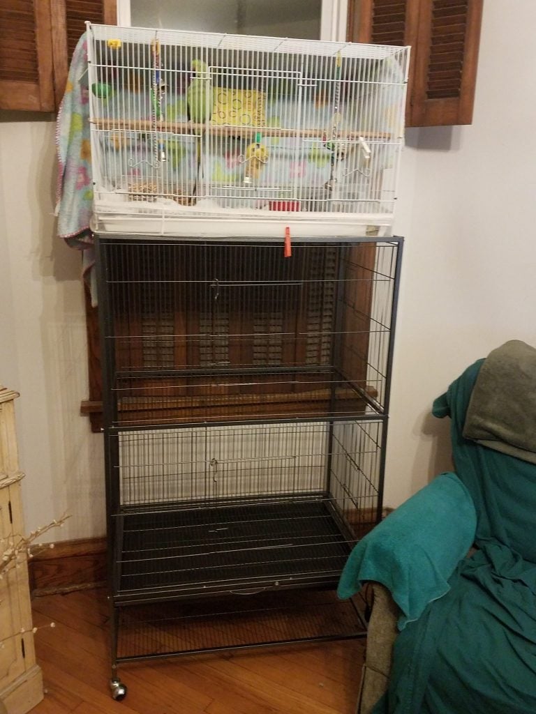 Ring neck parrots o;d cage on top of soon to be new bird cage