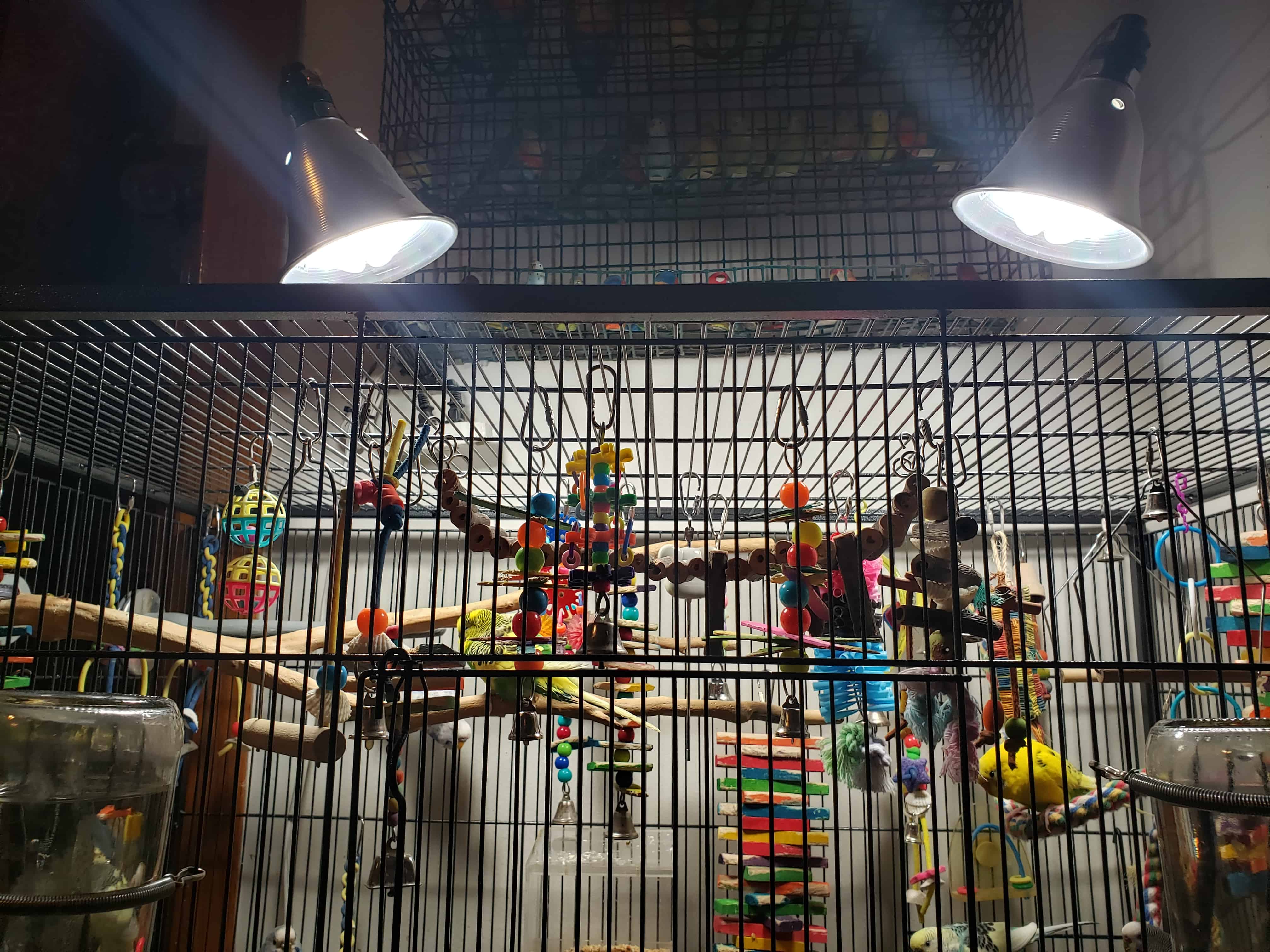 2 full spectrum lights over aviary bird cage