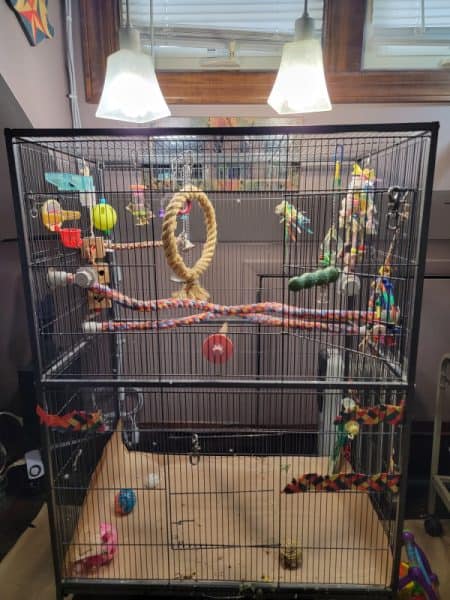 birdcage with many bird toys