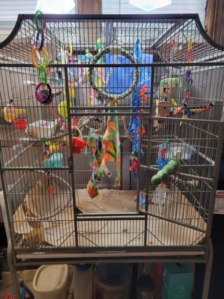 fancy birdcage with many bird toys