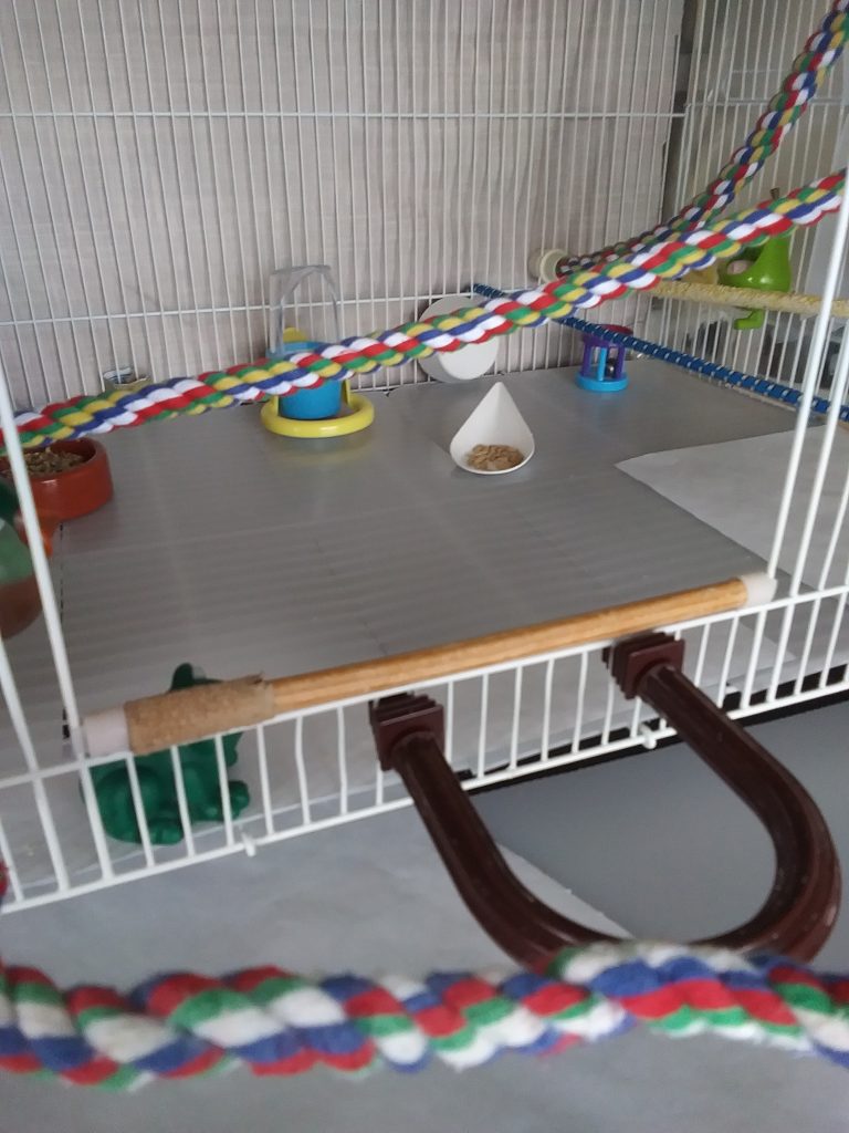 I’m Seeking a Ramp for My 10 YO Parakeet - Windy City Parrot