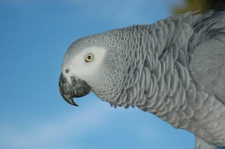 So I Have Left is This Crazy 28 Year Old African Gray