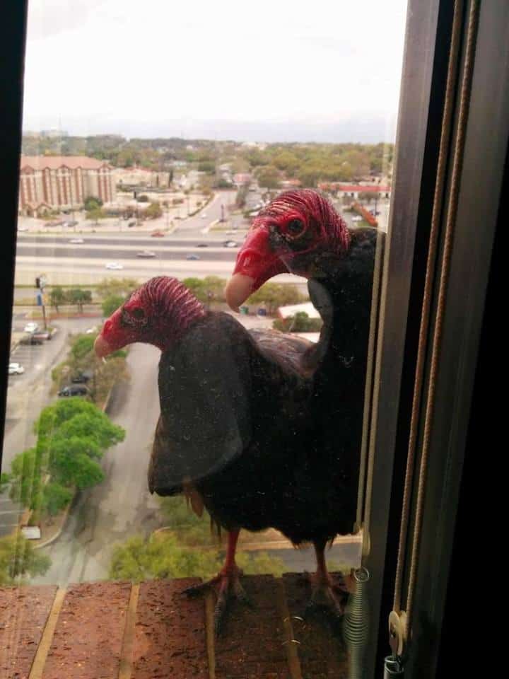 turkey vulture outside on window sill