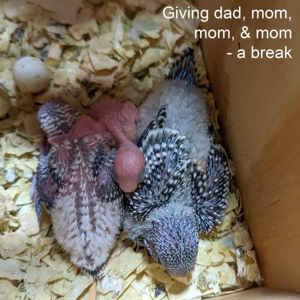 3 baby budgie different ages in cedar shaving lined nest box
