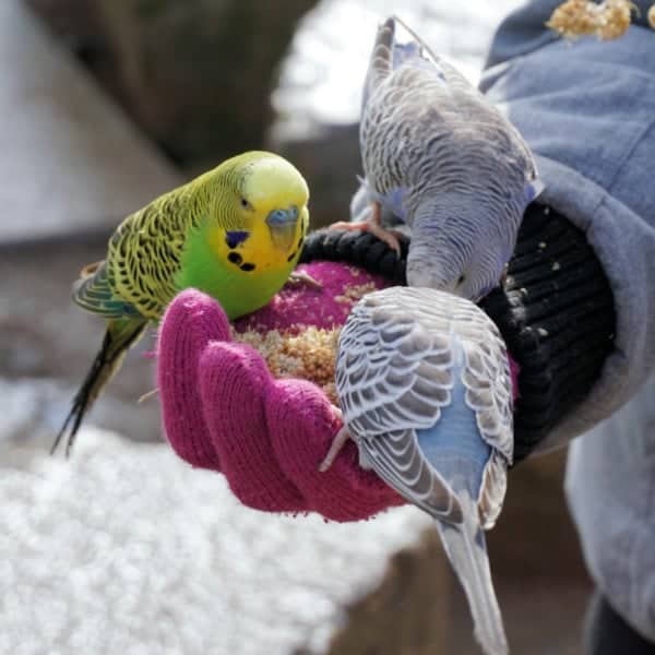 3 budgies eating from a purple gloved had out of doors