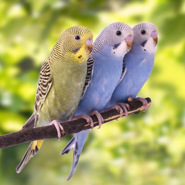 3 budgies on a branch