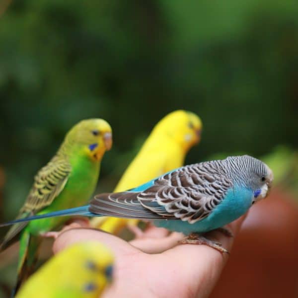 Why is My Budgie is Not Digesting Sunflower Seeds?