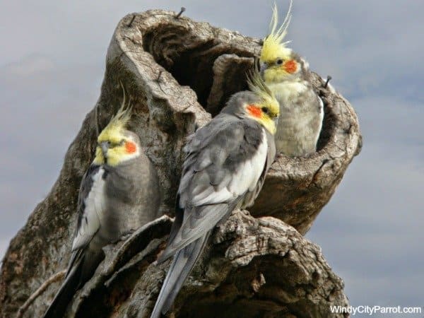 3 cockatiel sleeping on hallow log