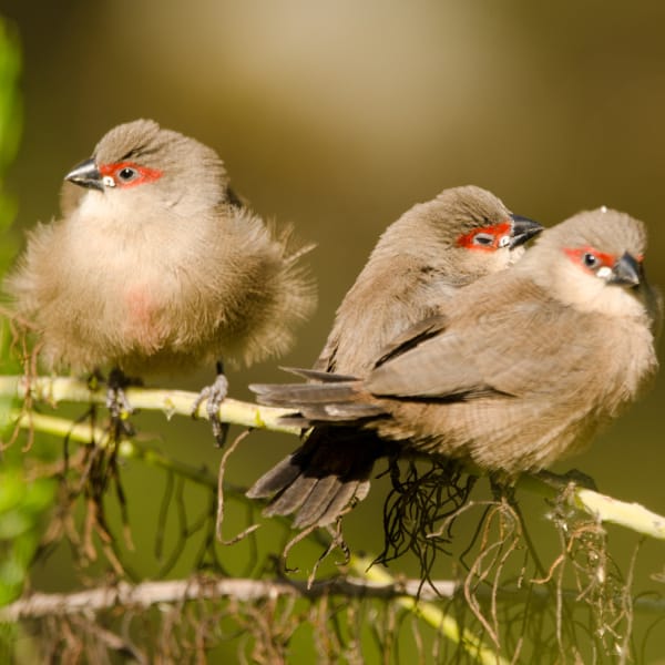 What Are The Difference Between Finches and Canaries?