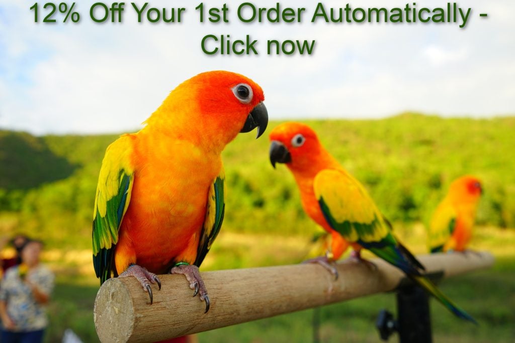 3 Sun conures perched on a fence post