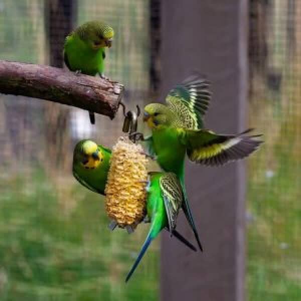 What Do I Feed 3 Budgies That Aren’t Fond of Anything?