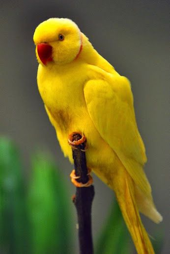 "Banana".... male Lutino Indian Ringneck that lives at the Brookfield Zoo in Chicago.