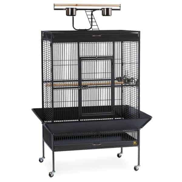 Bird Cage Buying Questions Answered