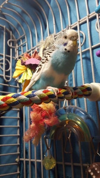 Blue budgie on rope perch in white birdcage