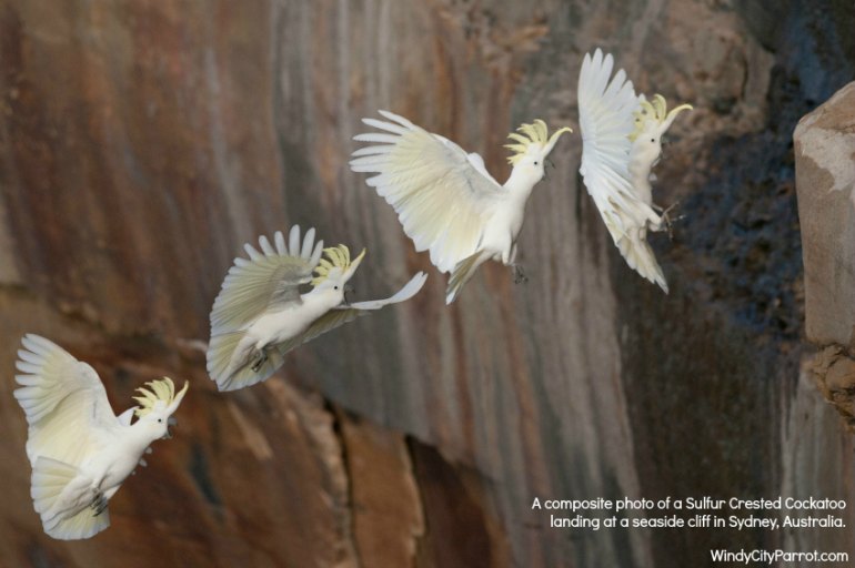 4 phases of cockatoo parrot landing on a cliff